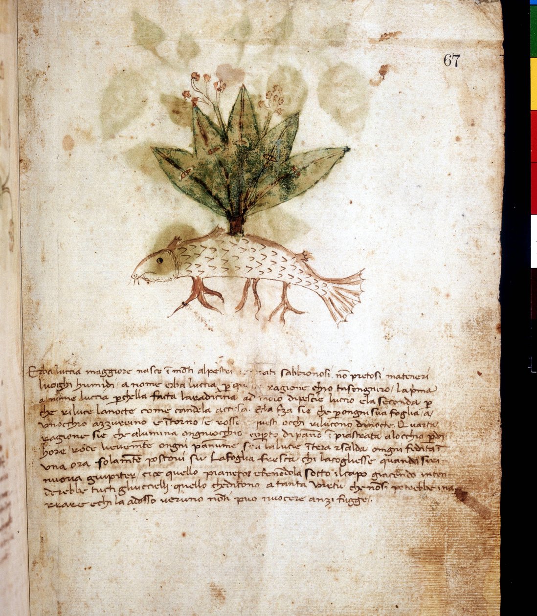 A „luccia maggiore” füvet vagy csuka alakú füvet ábrázoló botanikai tábla. Rimini könyvtára alkotó: Unknown artist