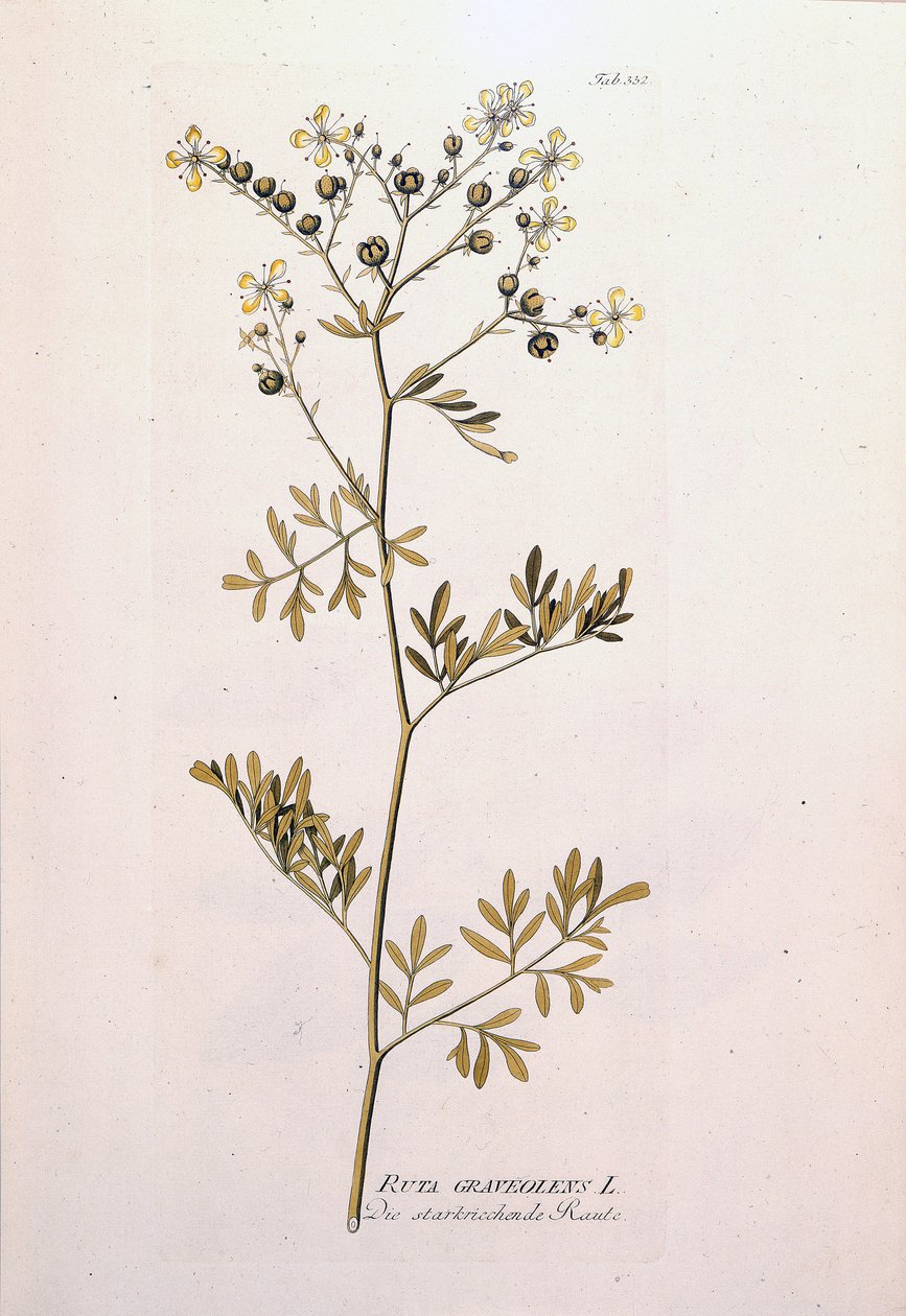 Botanikai tábla: rue officinale (Ruta graveolens). J. J. Plenck, Bécs, Ausztria "Gyógynövények ikonjai" című könyvében alkotó: Unknown artist