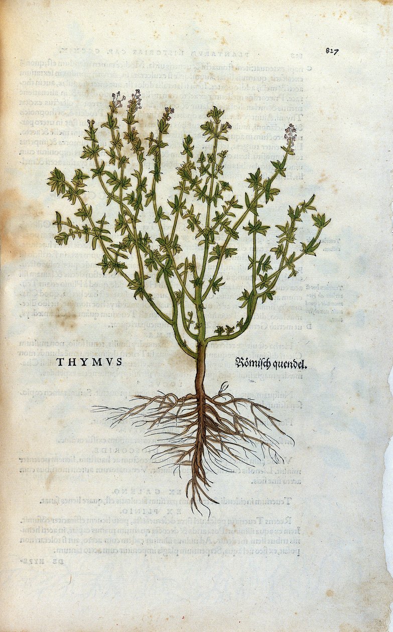 Botanikai lemez: Thyme (Thymus) Herbarium, Lheonard Fuchs, "History of Stirpium", Bale alkotó: Unknown artist