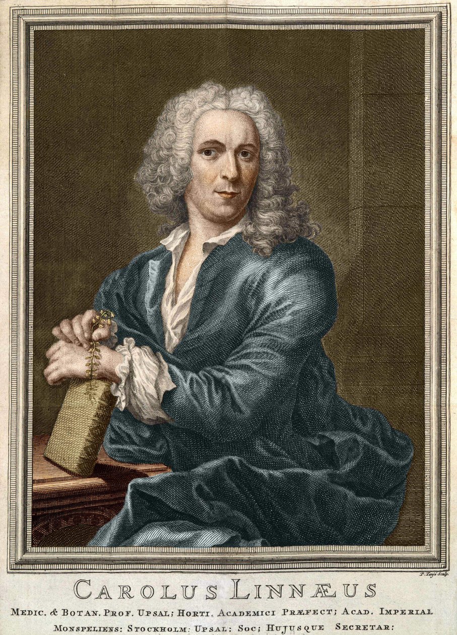 Carl Von Linné svéd természettudós és író (1707-1778) alkotó: Unknown artist