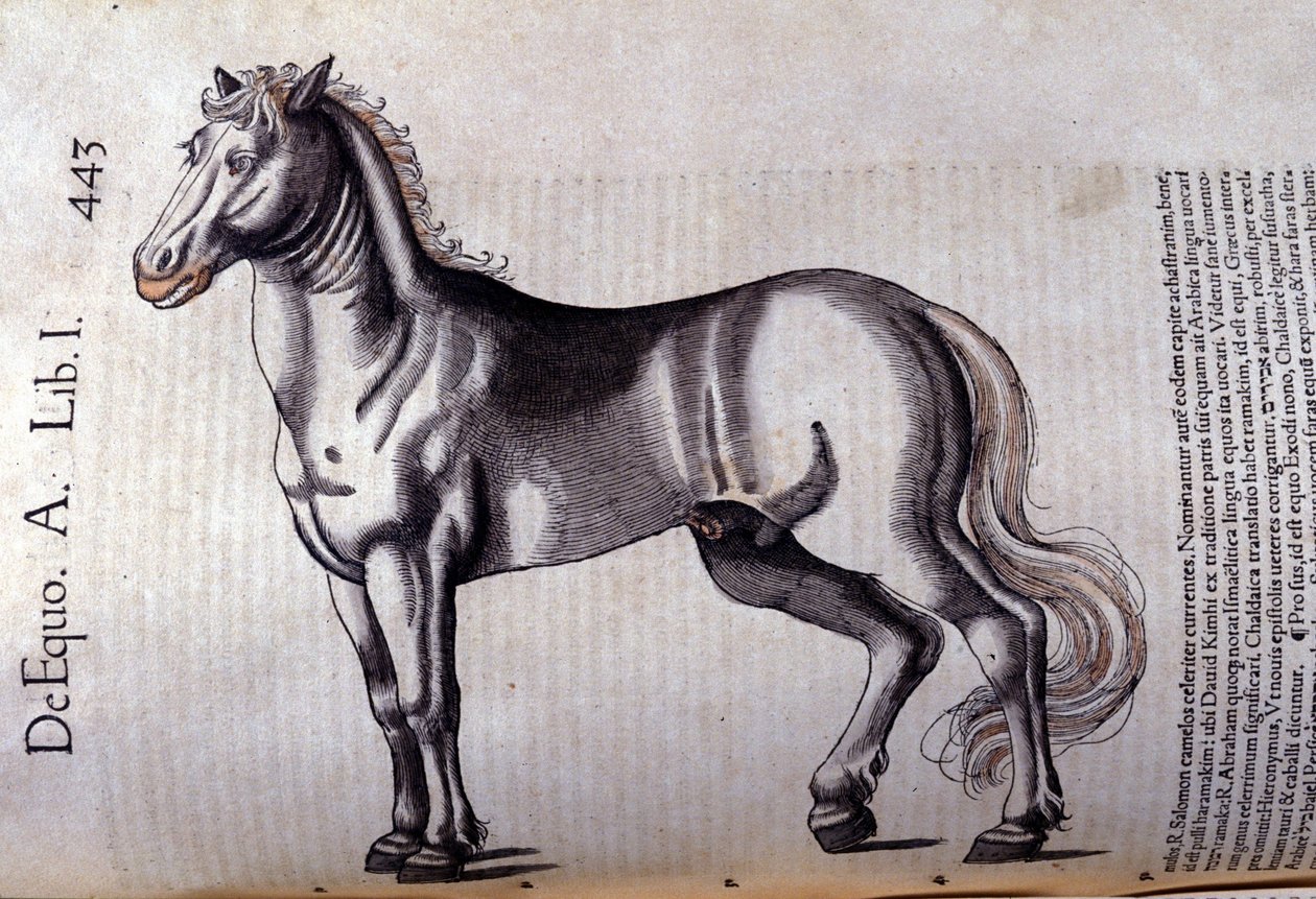 Cheval. in Historia Animalium, Conrad Gesner (1516-1565), Tiguri alkotó: Unknown artist
