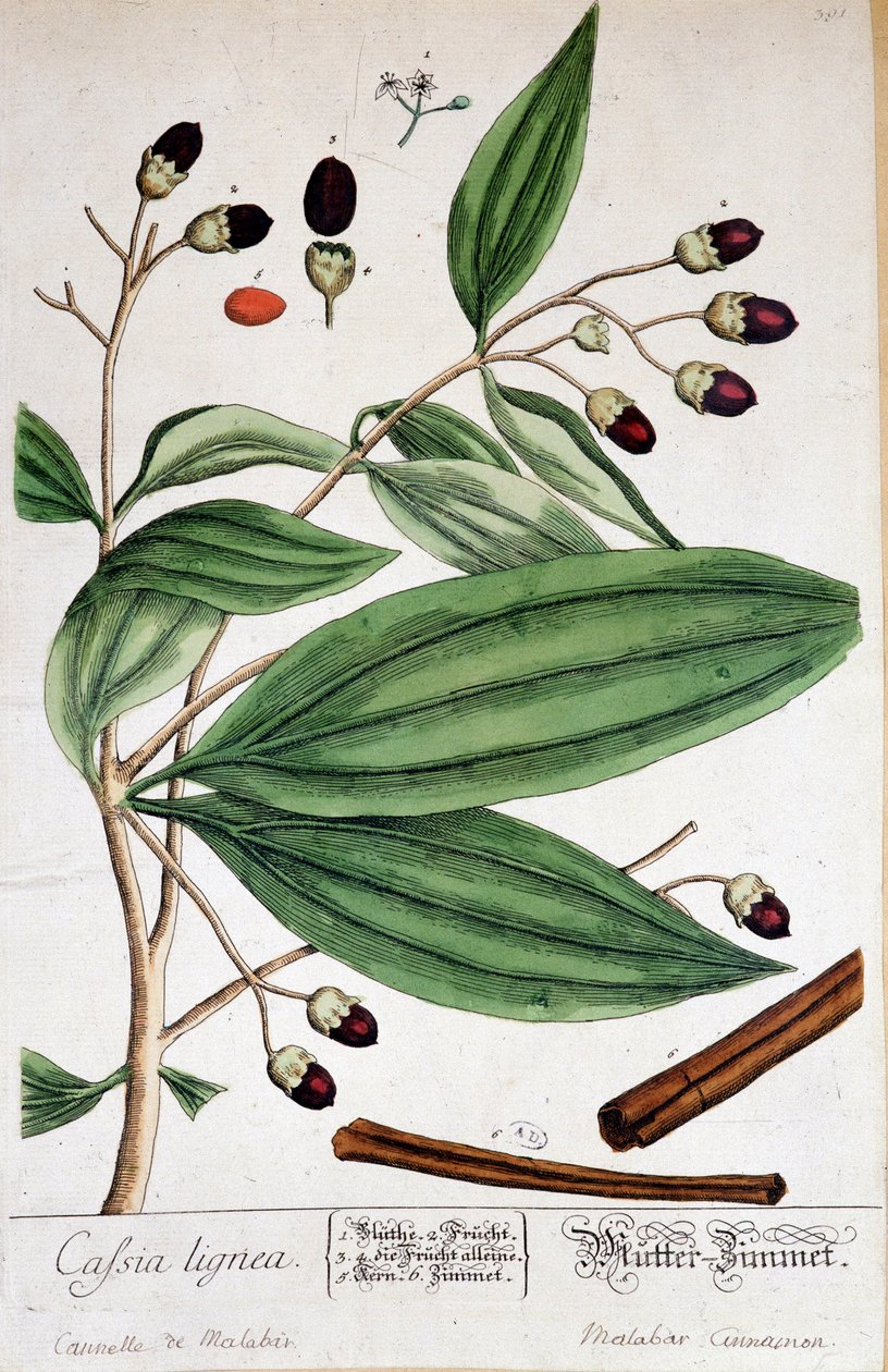 Cinnamon de Malabar (India) - botanikai tábla alkotó: Unknown artist