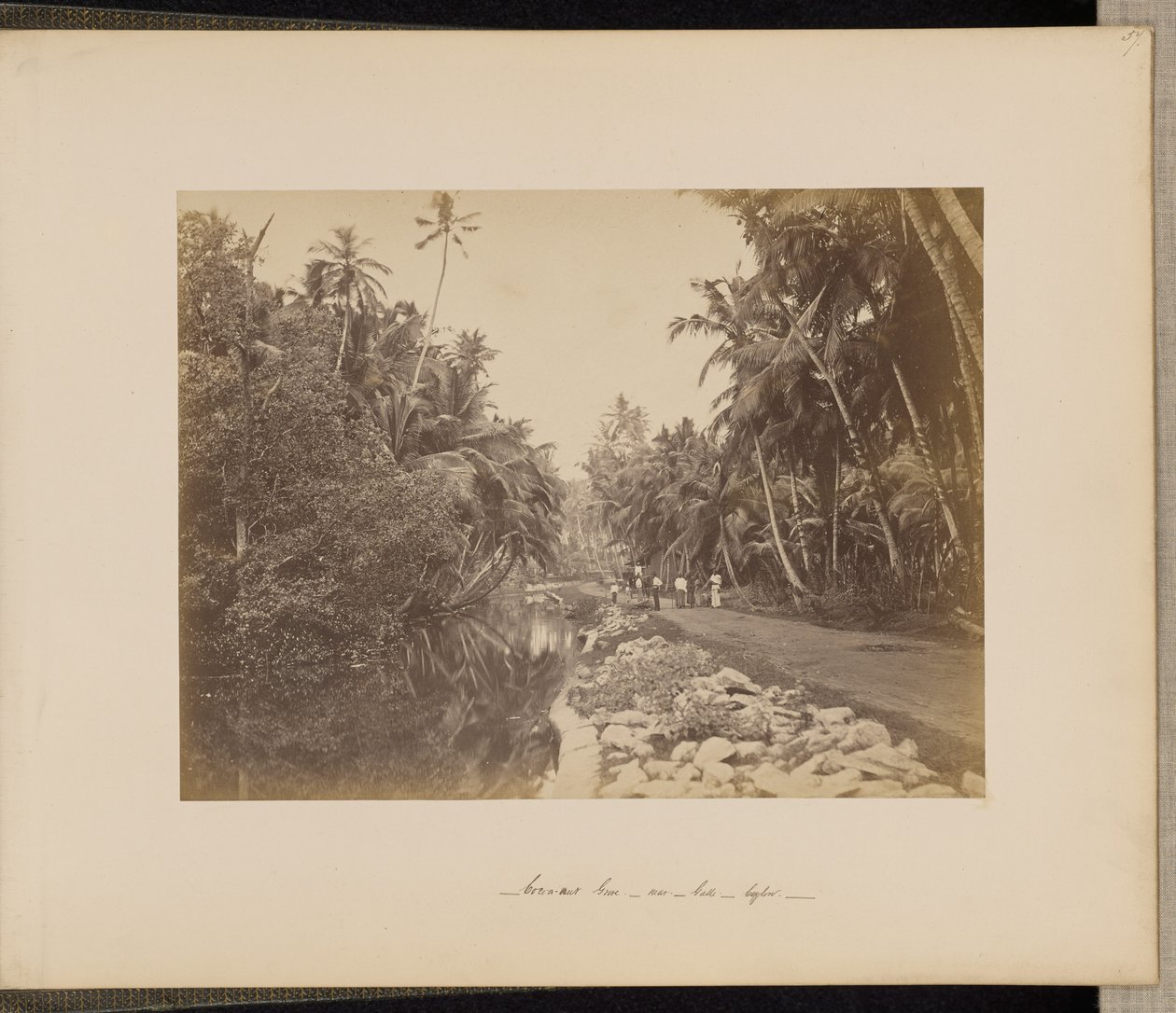Kakaó-dió liget Galle közelében, Ceylon alkotó: Unknown artist