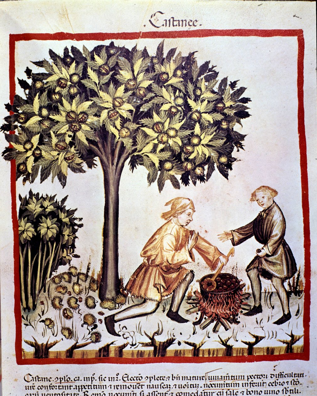 Gesztenye gyűjtése és előkészítése ősszel. Megvilágítás az orvostudomány és a dietetika fejéséből "" Tacuinum sanitatis"" alkotó: Unknown artist