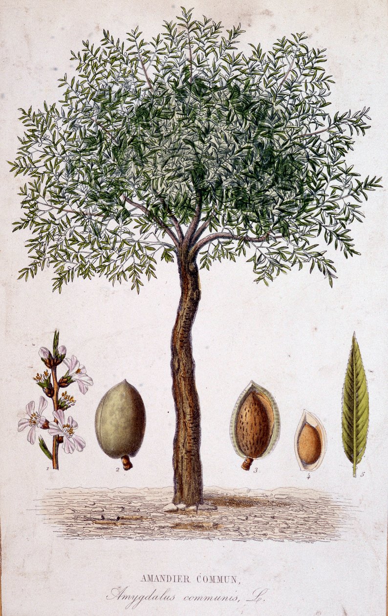 Közönséges mandulafa - botanikai tábla alkotó: Unknown artist