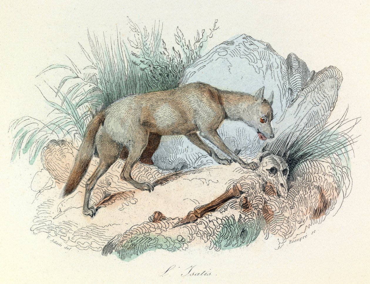 "Completes de Buffon" Linneene nómenklatúrájával és Cuvier osztályozásával: Les animaux: Le fox arctic (metszet) alkotó: Unknown artist
