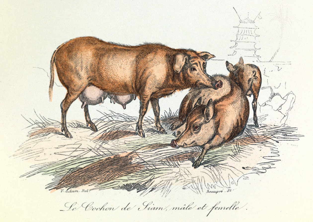 "Completes de Buffon" Linneene nómenklatúrájával és Cuvier osztályozásával: Les animaux: Le pig de Siam (metszet) alkotó: Unknown artist