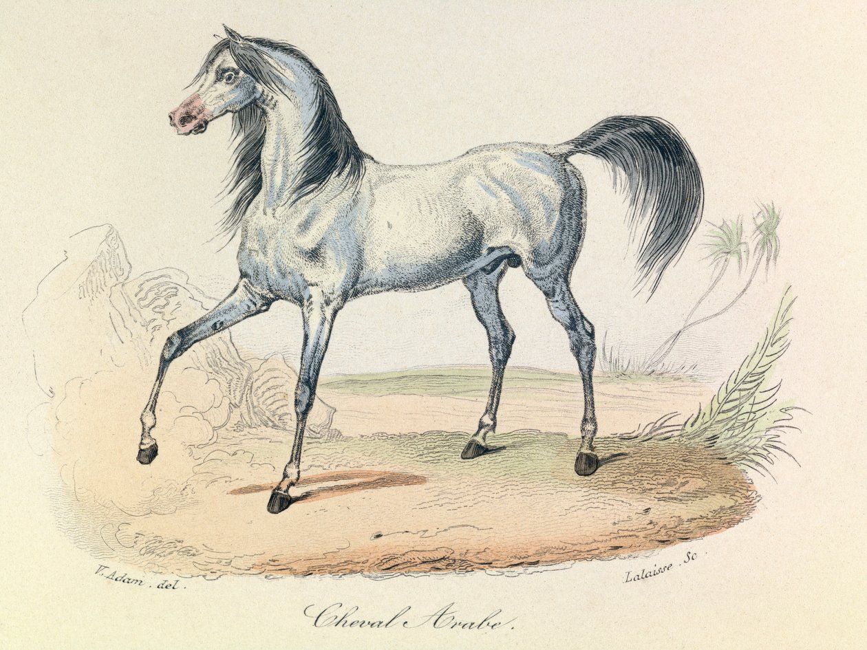 "Completes de Buffon" Linneene nómenklatúrájával és Cuvier osztályozásával: Les animaux: Cheval Arabe (metszet) alkotó: Unknown artist