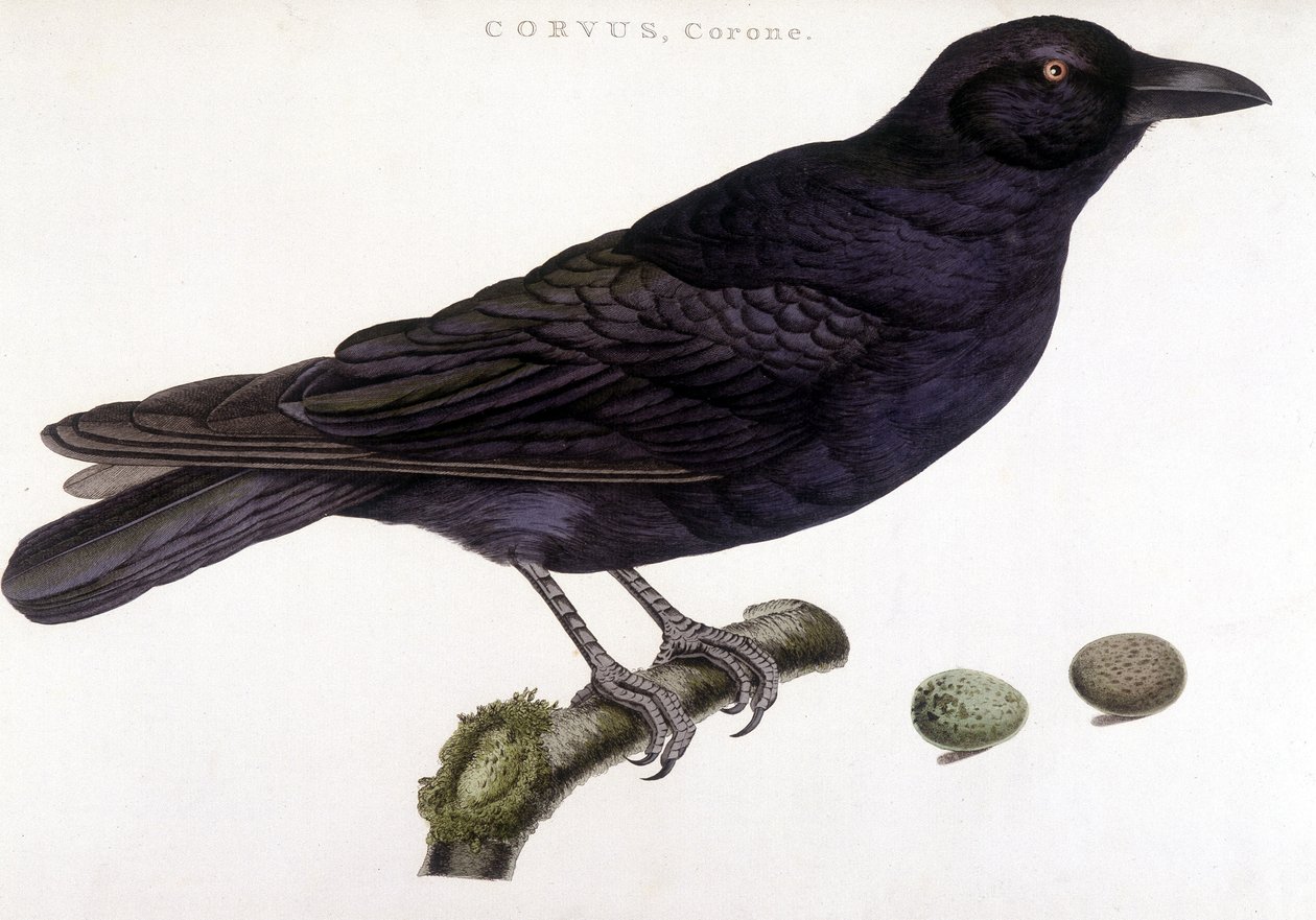 Corone holló - természetrajzi tábla alkotó: Unknown artist