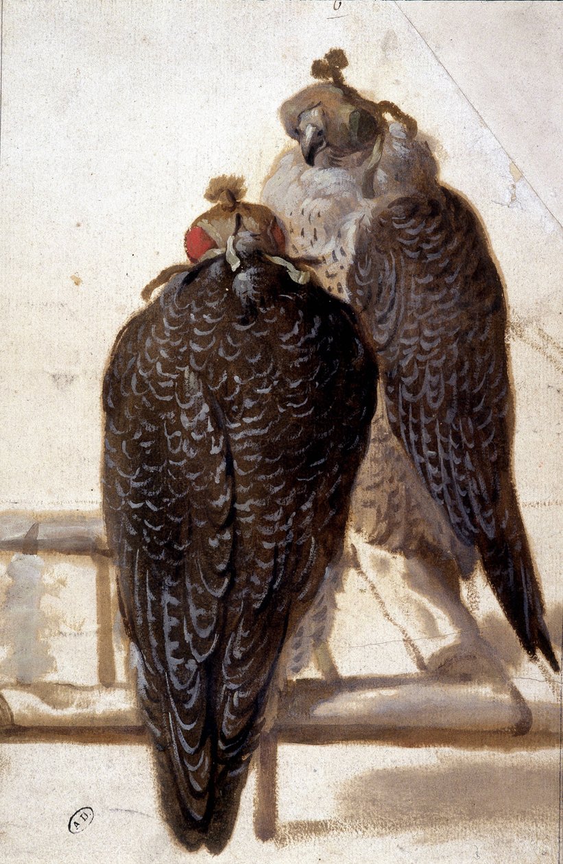 Pár sólyom. 18. századi rajz. alkotó: Unknown artist