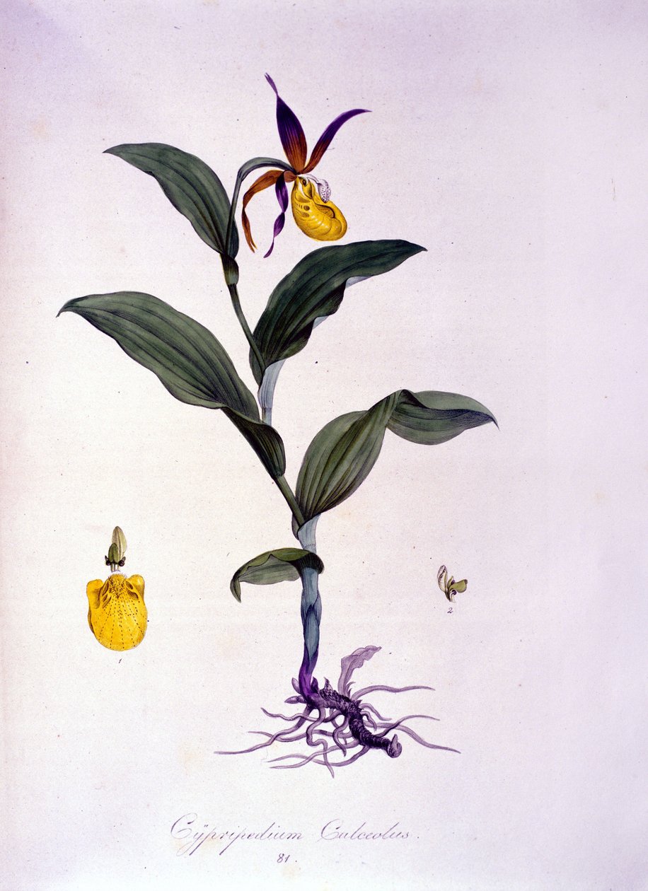Cypripedium calceolus: az orchidea típusa. alkotó: Unknown artist