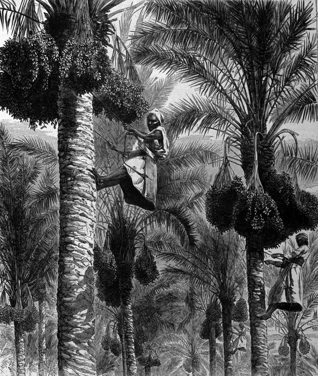 Dátumgyűjtés Ceylonban (jelenlegi Sri Lanka) 19. századi metszet alkotó: Unknown artist
