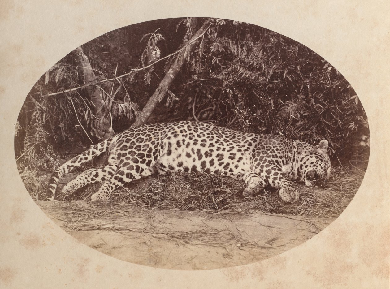 Halott Leopárd alkotó: Unknown artist