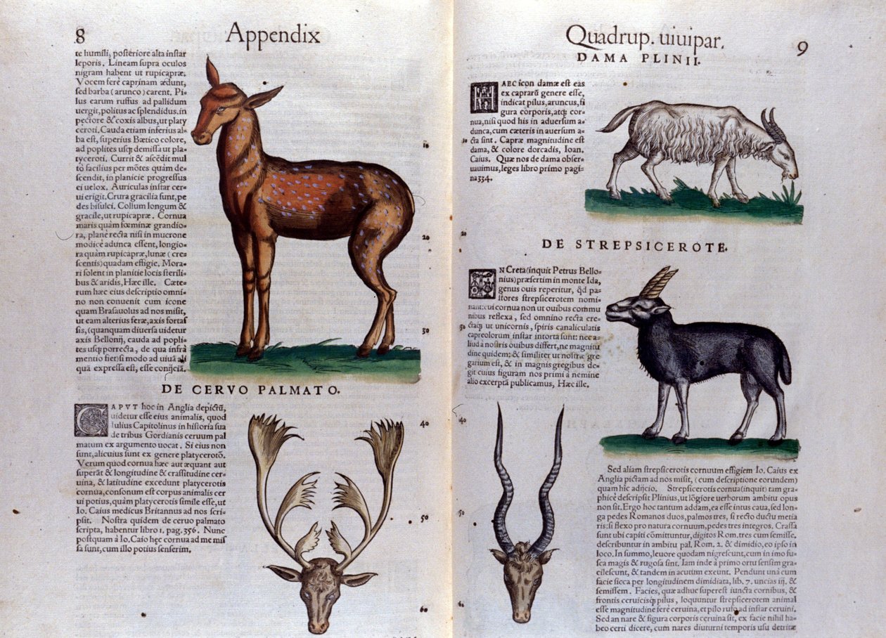 Szarvas és antilop – Conrad Gesner (1516-1565), Tiguri Historia Animalium című könyvében alkotó: Unknown artist