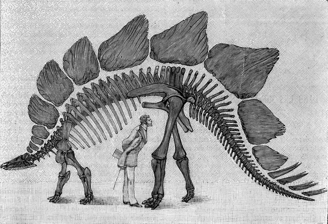 Dinoszaurusz csontváz: „” Stegosaurus ungulatus”, március. A Sziklás-hegység felső jura. A rajz reprodukciója, amelyet March úr közölt Albert Gaudry intézettel. Gravírozás „” La Nature: revue des sciences et de leurs applications aux alkotó: Unknown artist