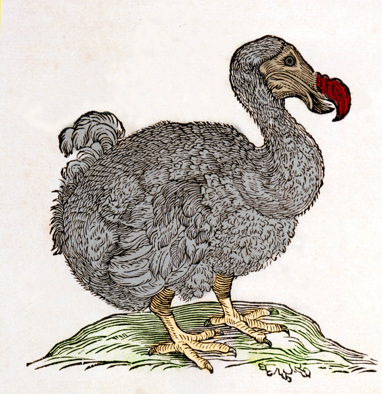 Dodo vagy Dronte. Madár eltűnt – William Piso, Amszterdam "Természeti és orvosi kérdésekről Indiában" című művében alkotó: Unknown artist