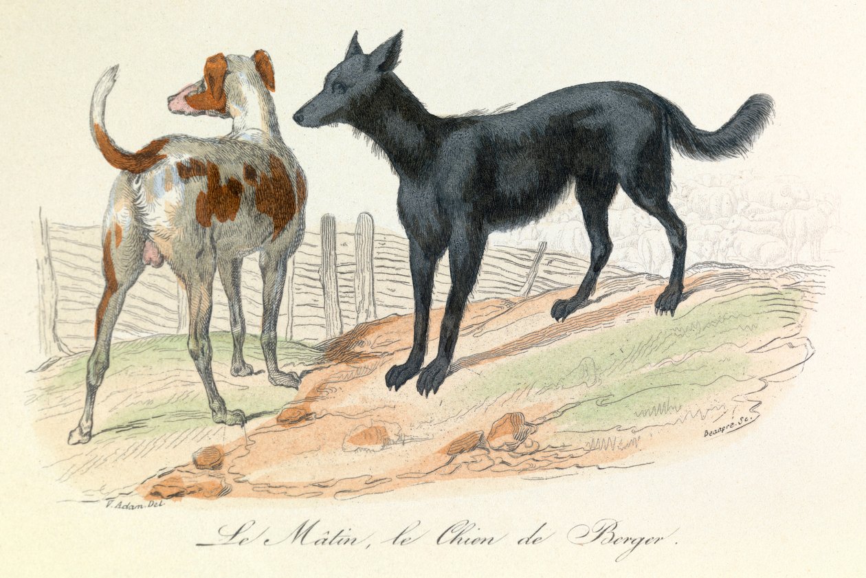 Kutya és matuzsálem, két Linneene és Cuvier által osztályozott állat (metszet) alkotó: Unknown artist
