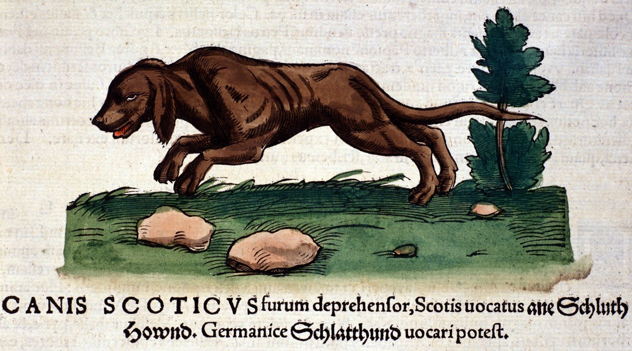 Kutya a Historia Animaliumból, Conrad Gesner, Tiguri, 1560. Biblioteca Nazionale Braidense. Milánó alkotó: Unknown artist