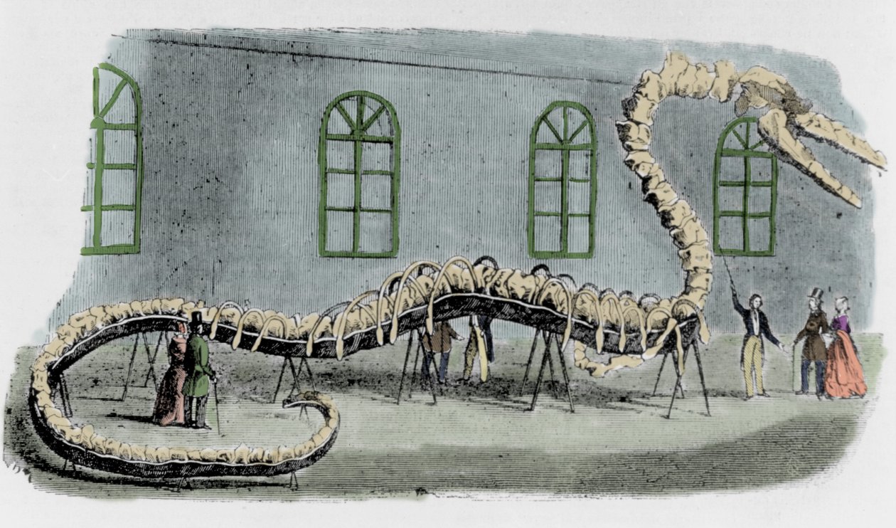 Dr. Albert C. Koch hamis tengeri kígyója. A csontvázat különféle állatok csontjaival szerelték fel. A kígyót Hydrarcus Silimanninak nevezték el. 1845-ben nagy sikerrel kiállították New Yorkban. Amikor kiderült a csalás, Koch megszökött és visszament alkotó: Unknown artist