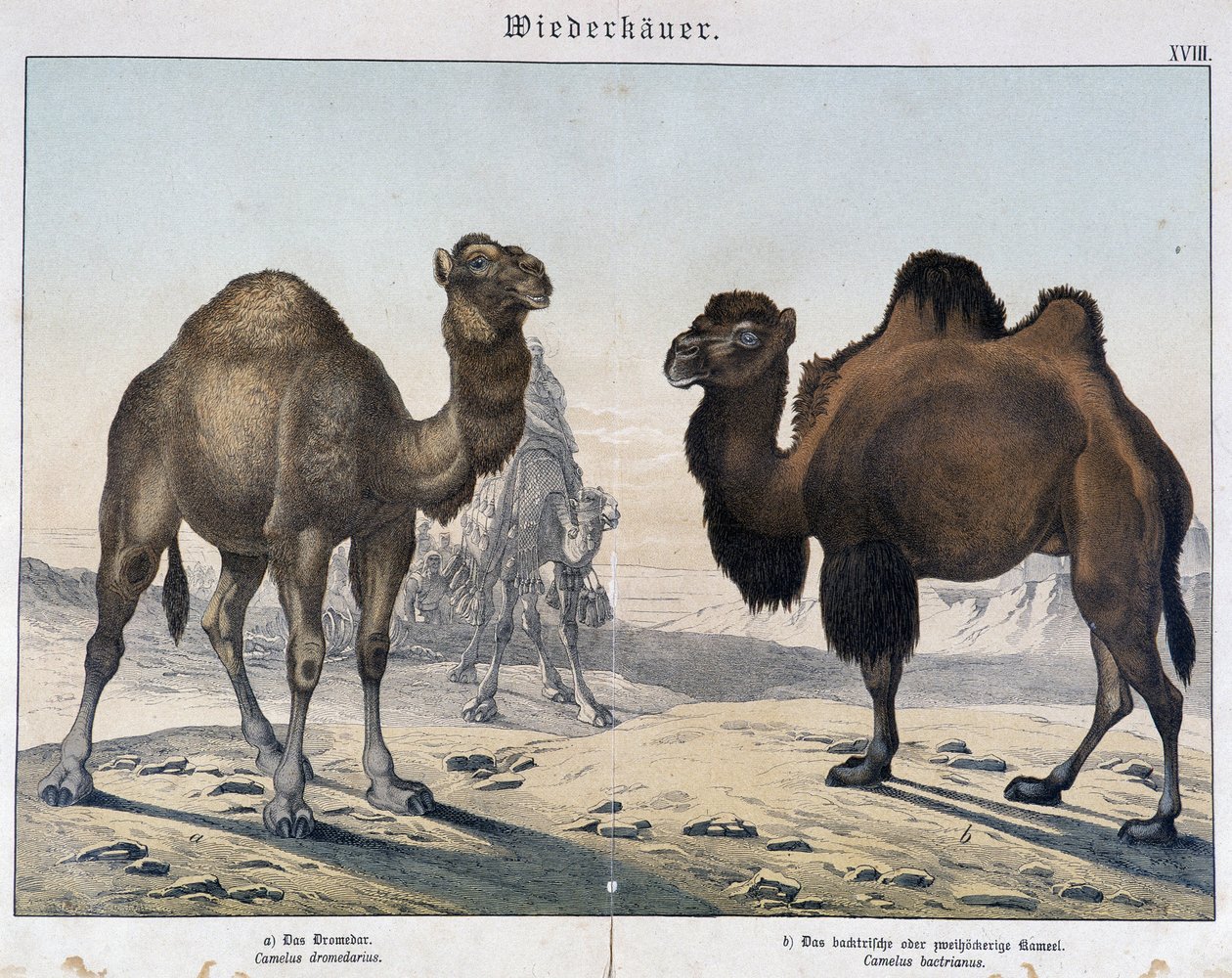 Dromedár és teve – in „” Az emlősök természettörténete””, szerk. Shreiber, München alkotó: Unknown artist