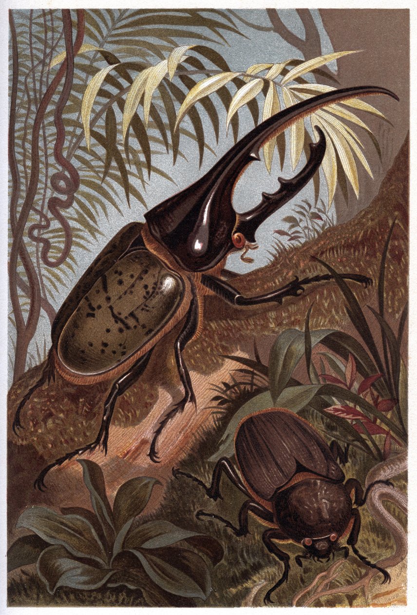 Dynastes Hercules, skarabei orrszarvú - A Herkules bogár alkotó: Unknown artist
