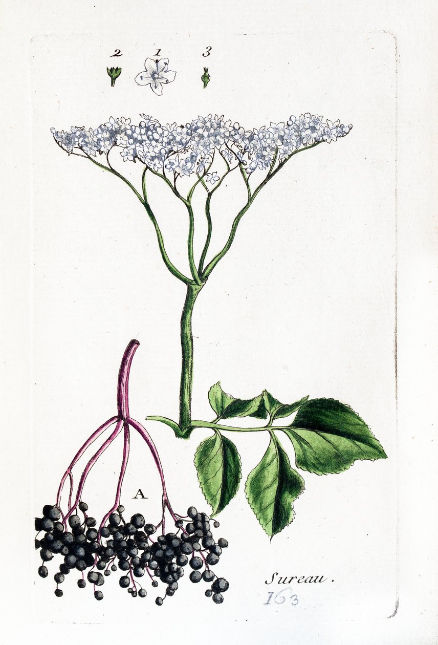  alkotó: Unknown artist