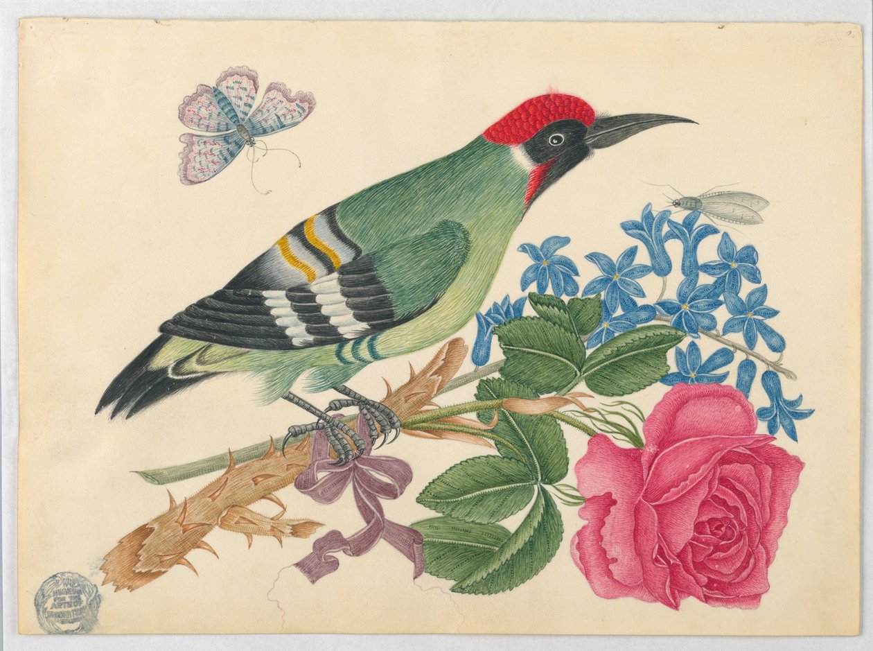 Európai zöld harkály ágon rózsával és nefelejcsekkel alkotó: Unknown artist