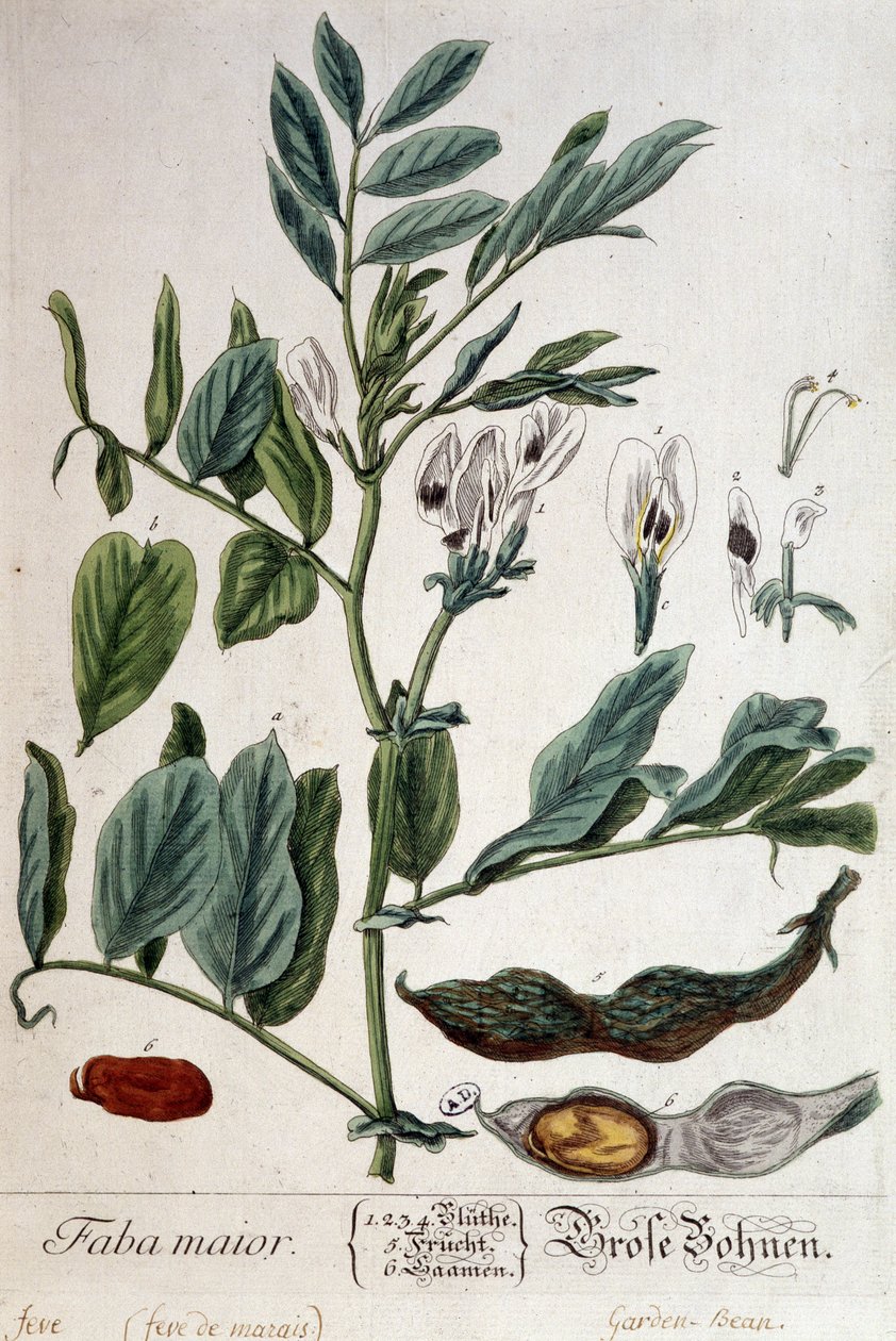 Faba Major (mocsárláz) - botanikai tábla alkotó: Unknown artist