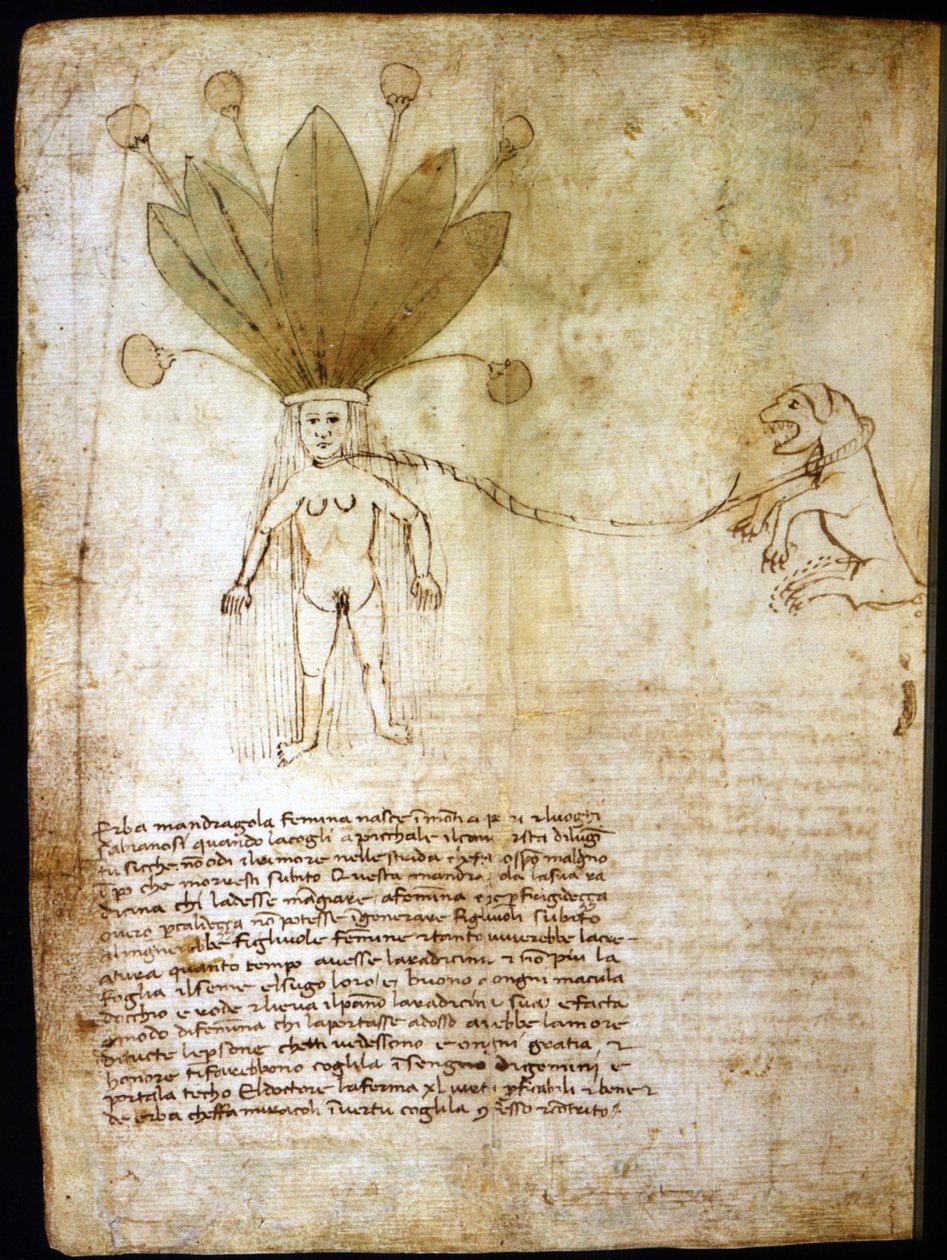 Női mandragóra, 14. századi gyógynövényből kivont. alkotó: Unknown artist