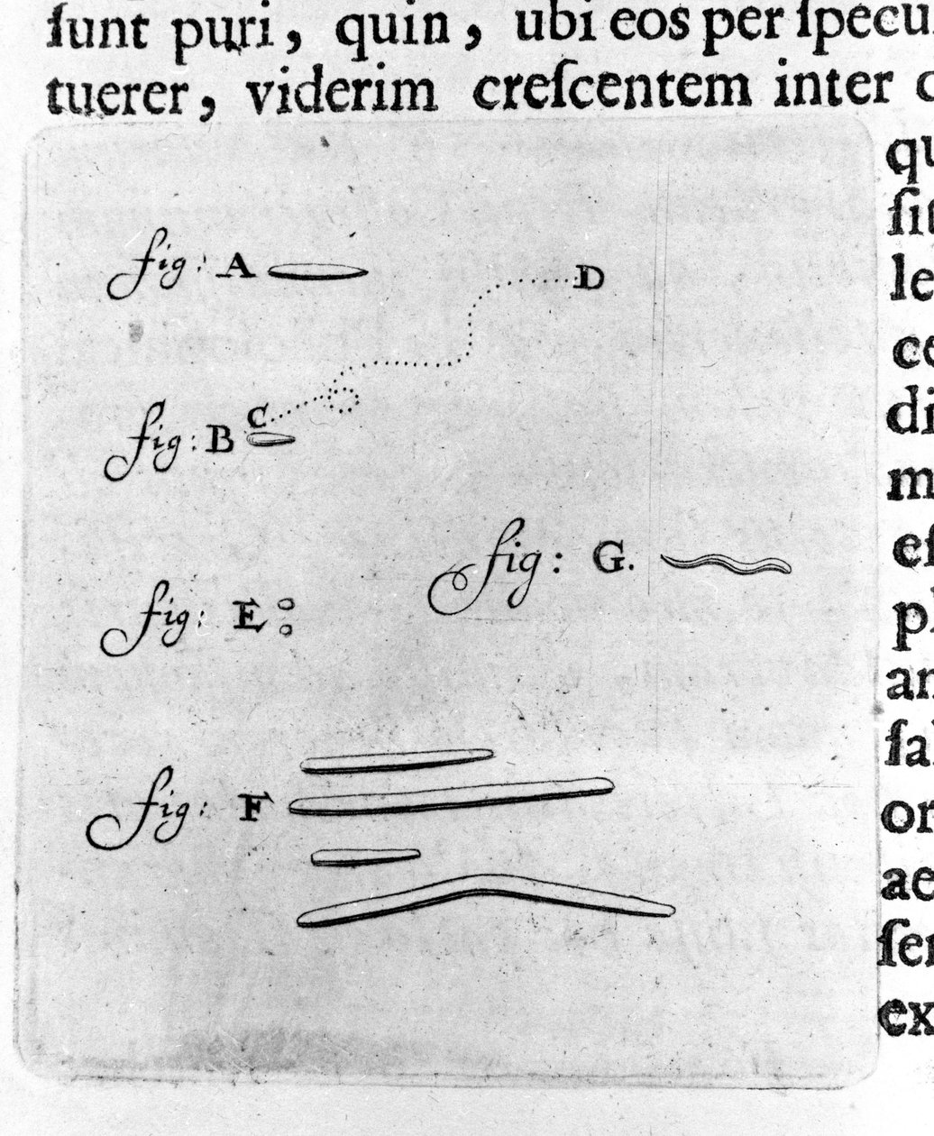 A baktériumok első ábrázolása Antoine van Leeuwenhoek (vagy Leeuvenhoek Leeuwenhoeck) (vagy Antoni vagy Anthonie) (1632-1723) holland kereskedő és tudós leírása a szájában lévő baktériumok vizsgálata után. Metszet az „Arcana Natura Detecta” 1695-ből. alkotó: Unknown artist