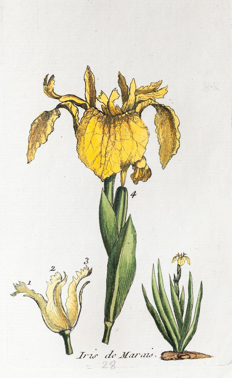  alkotó: Unknown artist