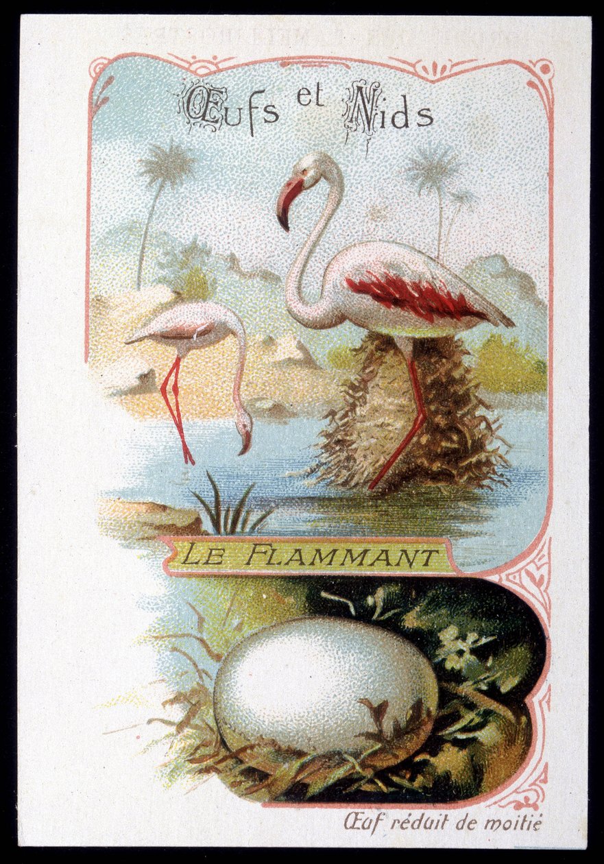Flamingó – tojások és fészkek. 19. századi kromolitográfia. alkotó: Unknown artist
