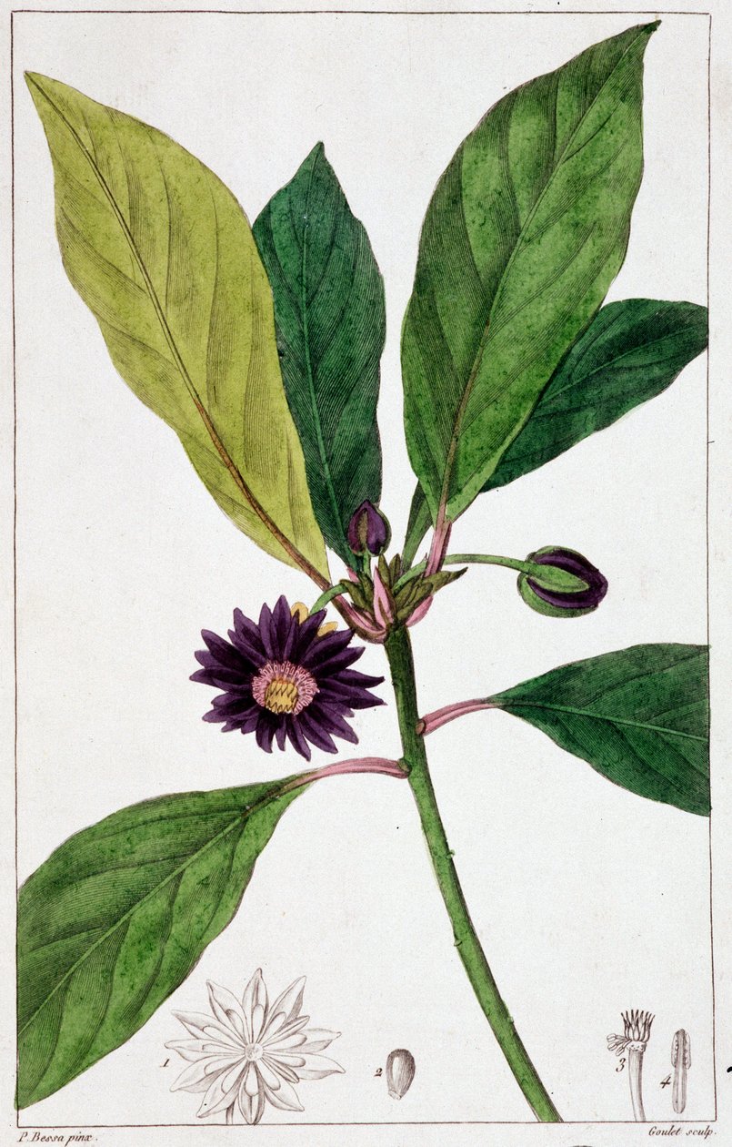 Florida Badiane - botanikai tábla alkotó: Unknown artist
