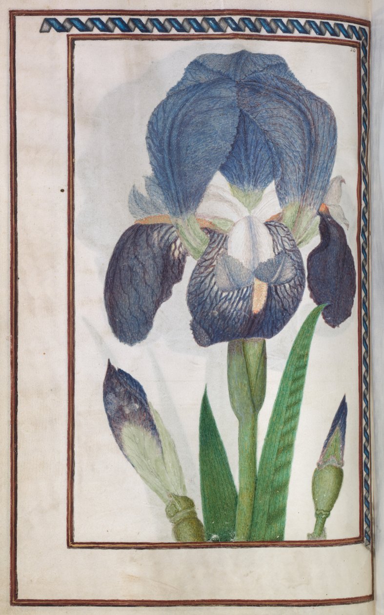 Florilegium: (14. oldal verso) kék-fehér írisz alkotó: Unknown artist