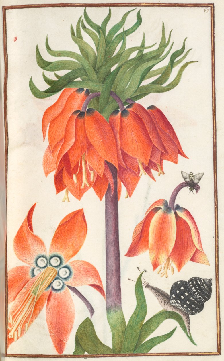 Florilegium: (19. oldal recto) narancssárga fritillaria imperialis (birodalmi korona) alkotó: Unknown artist