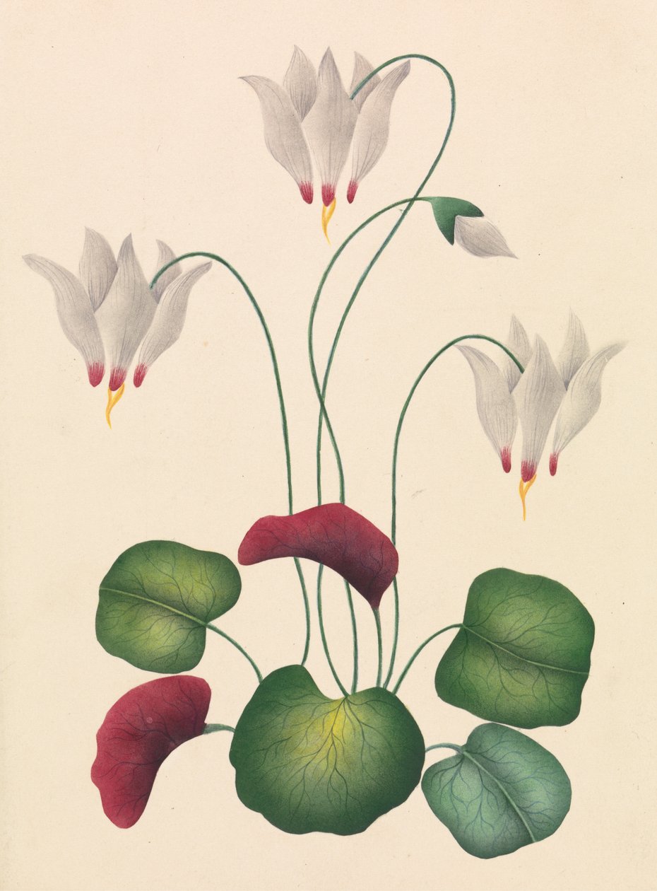 Virág három virággal alkotó: Unknown artist