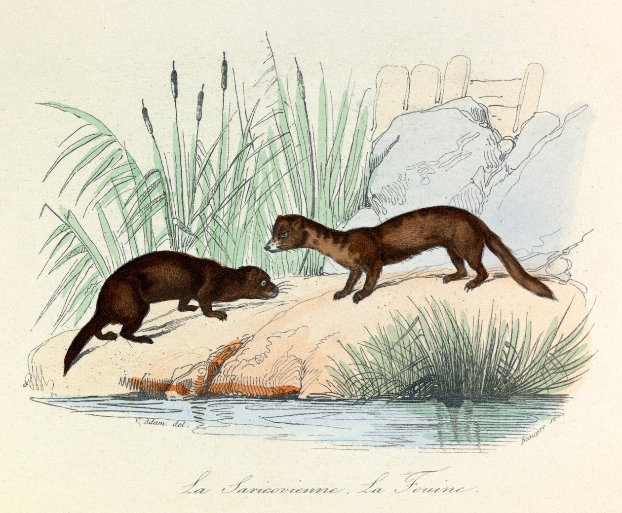 Fouine és Saricovienne Linneene és Cuvier által a "Completes de Buffon"-ban (metszet) osztályozva. alkotó: Unknown artist