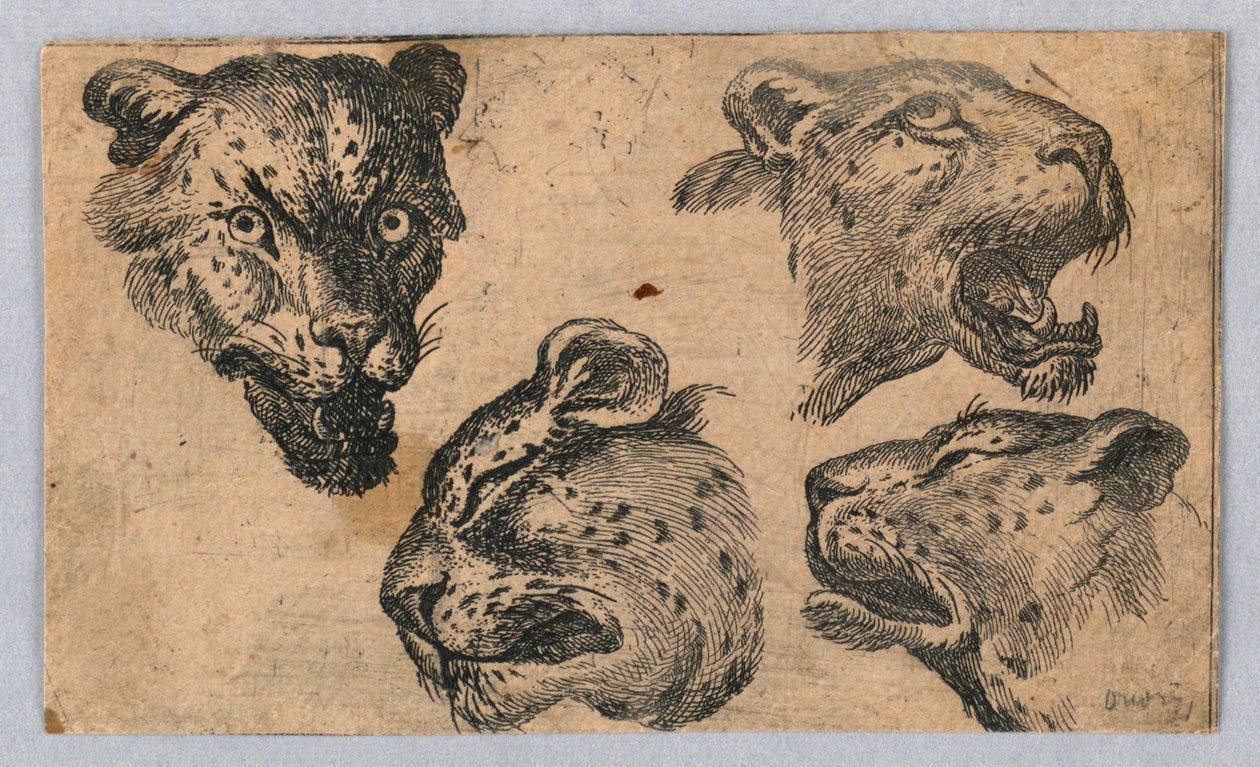 Négy tanulmány a leopárdfejekről alkotó: Unknown artist