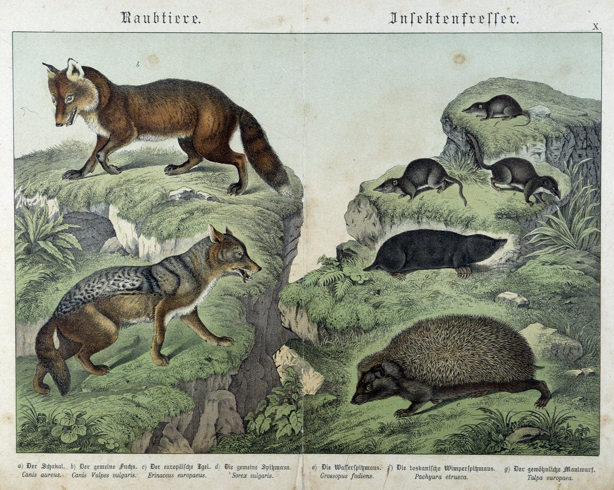 Róka, ezüstróka, cickányok, vakond és sündisznó – az emlősök természettörténetében” – szerk. Schreiber alkotó: Unknown artist