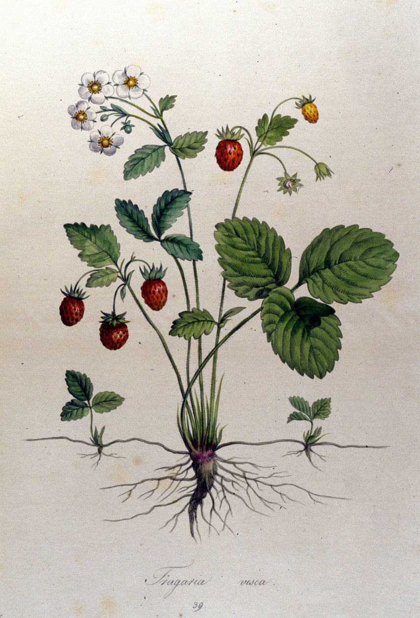 Fragaria Vesca (vadeper). alkotó: Unknown artist