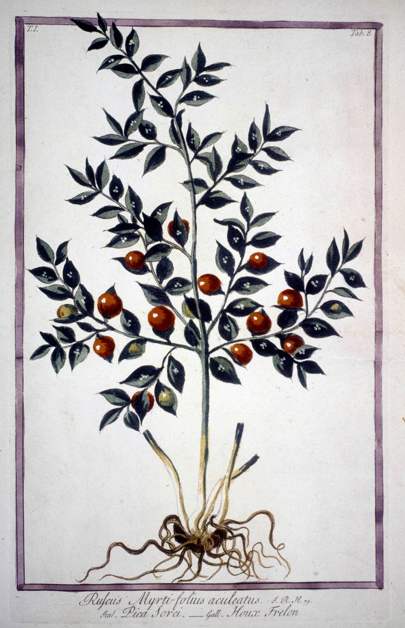 Fragon False Holly vagy Small Holly (Ruscus) egy 19. századi herbáriumban. alkotó: Unknown artist