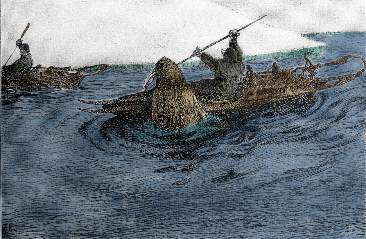 Fridtjof Nansen (1861-1930), norvég felfedező, akit egy rozmár megtámadt az északi sarki expedíció során 1896-ban. A Schlitte-et viszi a kajakon. századi metszet. alkotó: Unknown artist