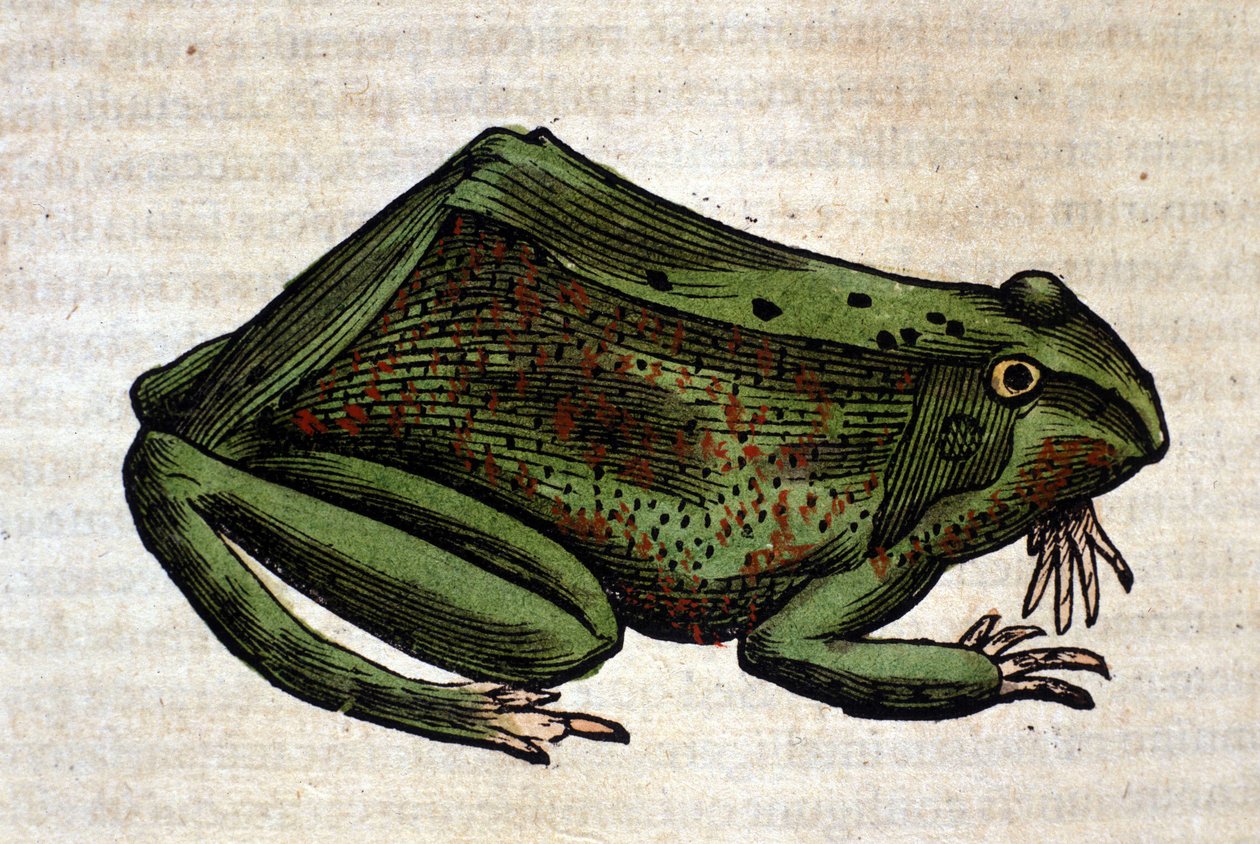 Béka a Historia Animaliumból, Conrad Gesner, Tiguri, 1560. Biblioteca Nazionale Braidense. Milánó alkotó: Unknown artist