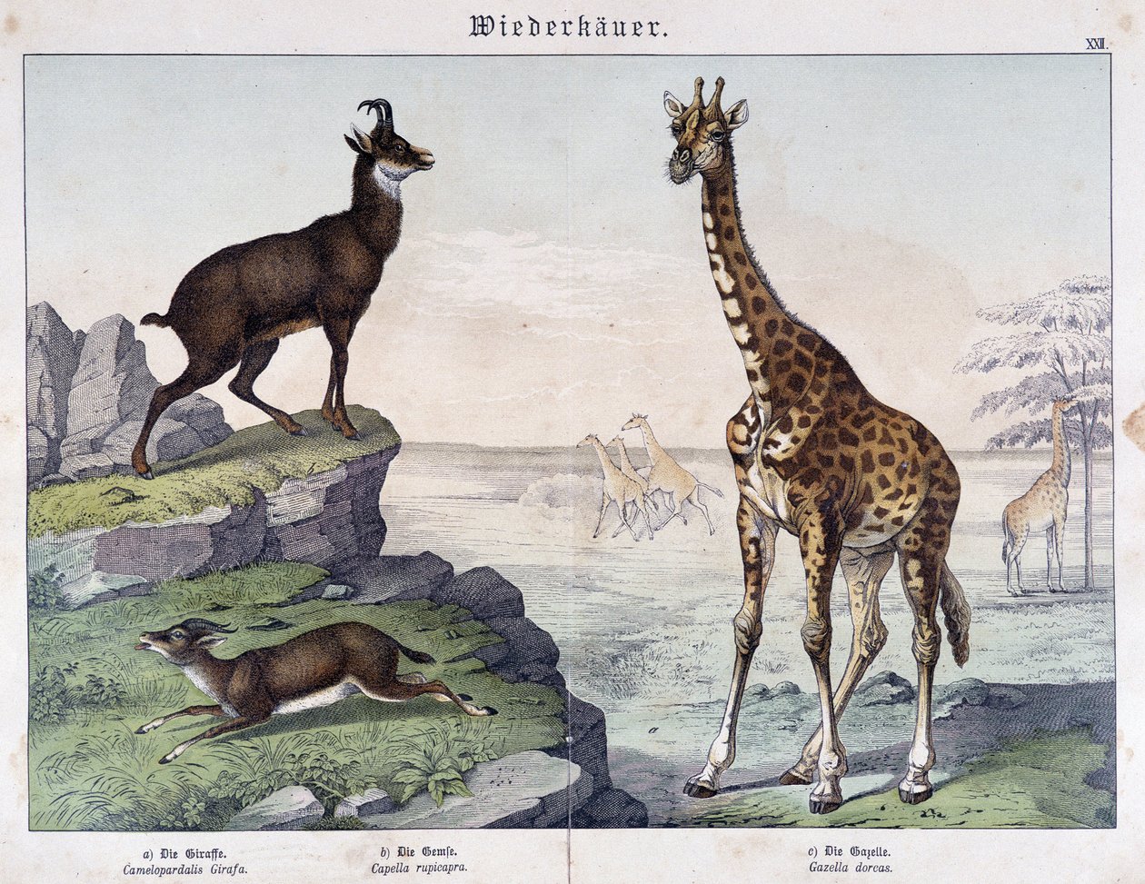 Zsiráf, zerge és gazella – a „” Histoires naturelle des mammals” című kötetben, szerk. Schreiber alkotó: Unknown artist