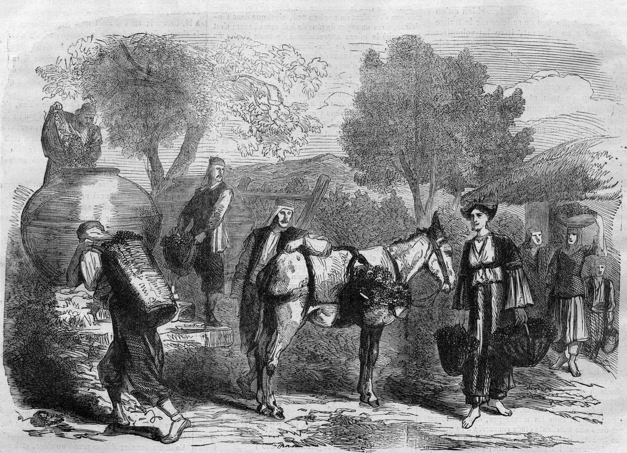 Szőlőszüret Cipruson – metszet a „” Le Journal Illustré”-ből” alkotó: Unknown artist