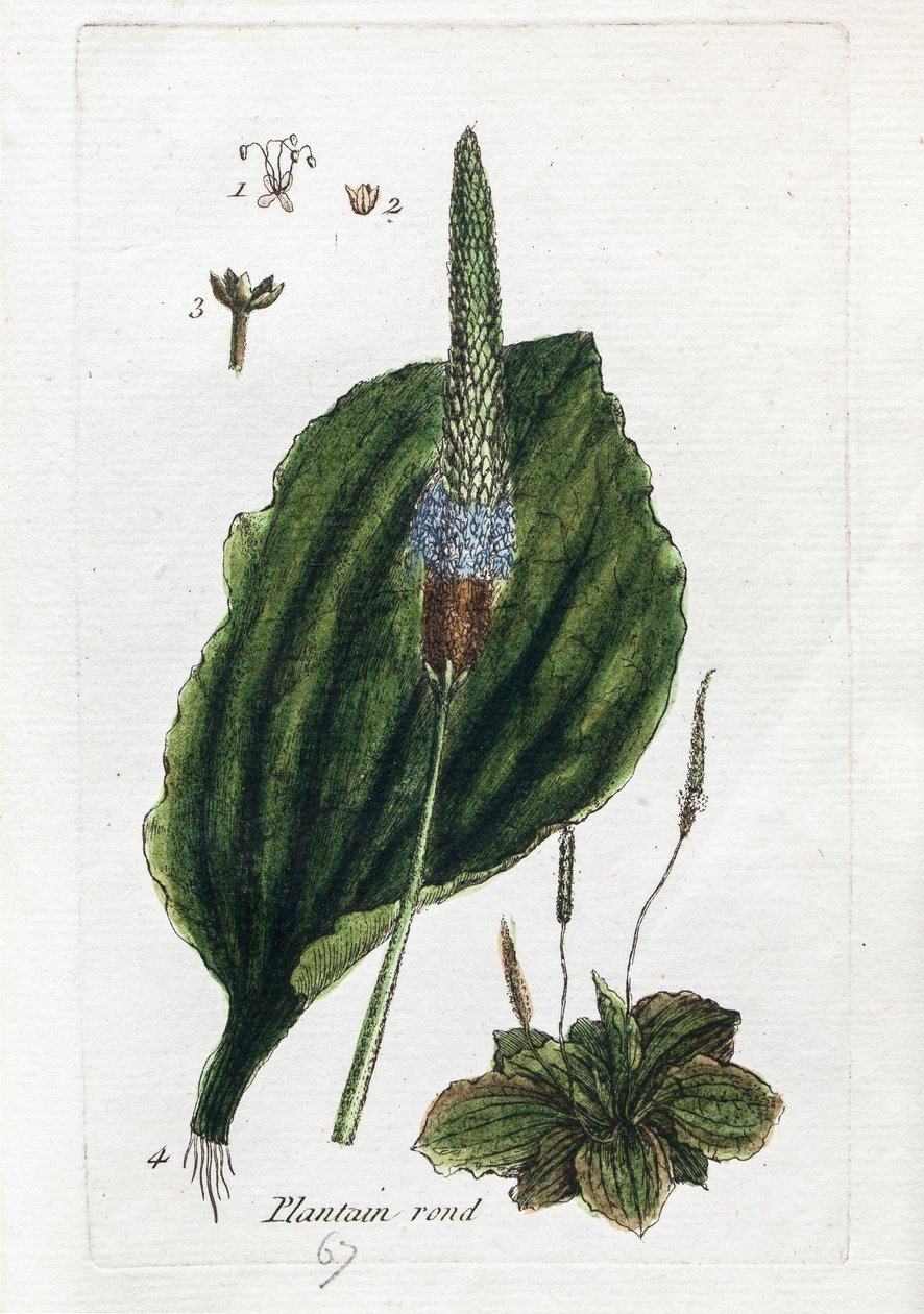 Great Plantain vagy Major Plantain alkotó: Unknown artist