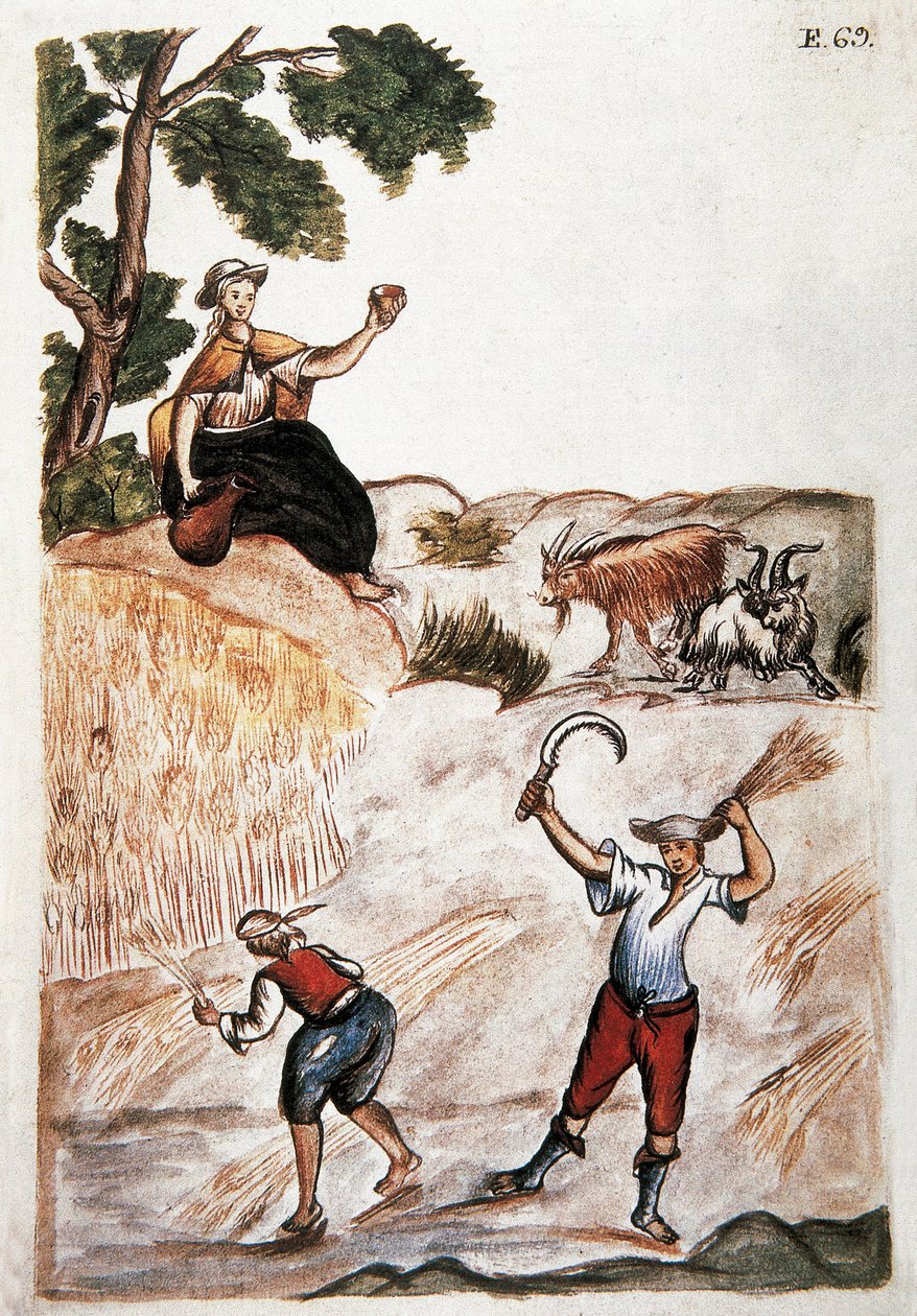 Szüret, perui indiánok a földeken dolgoznak. A 18. századi Madrid akvarellje. Biblioteca del Palacio Real alkotó: Unknown artist