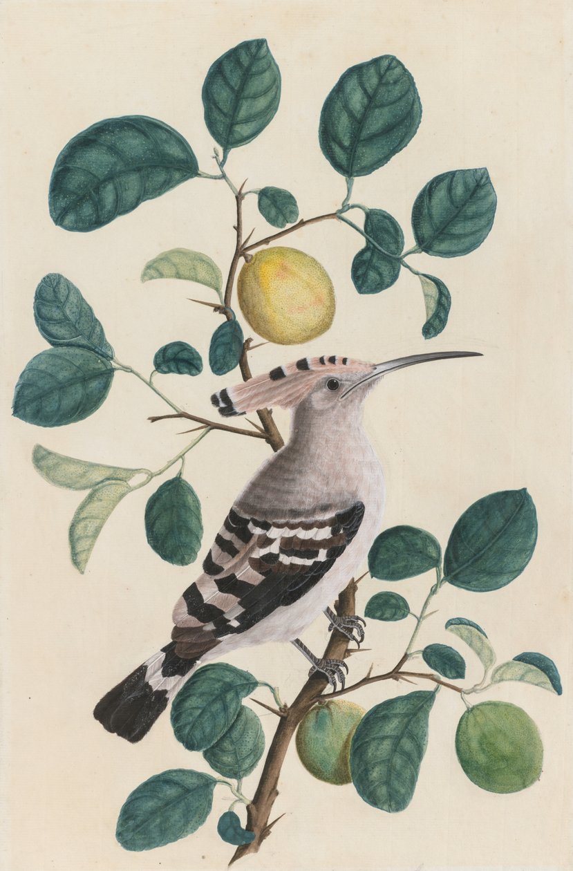 Hoopoe egy citrusfa ágán alkotó: Unknown artist