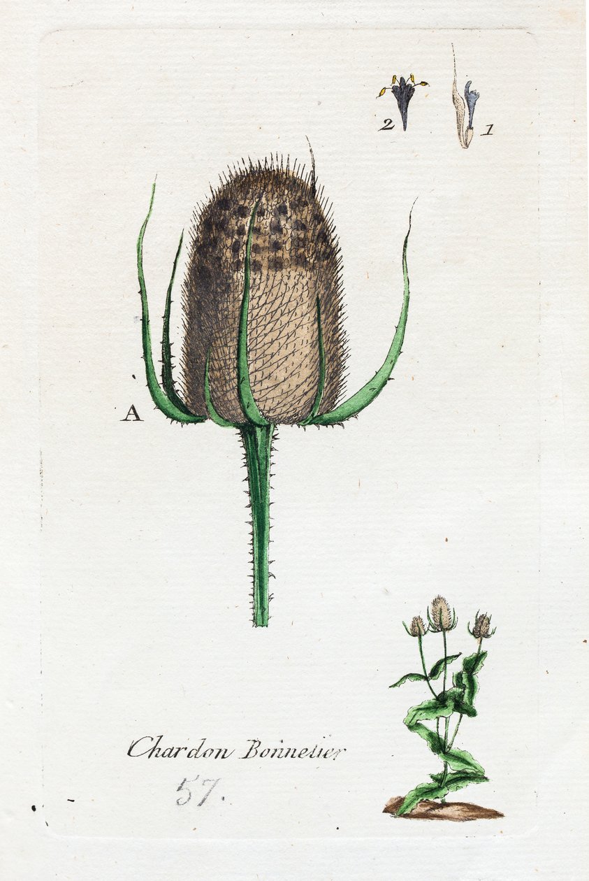 Hosier gyűszűvirág alkotó: Unknown artist