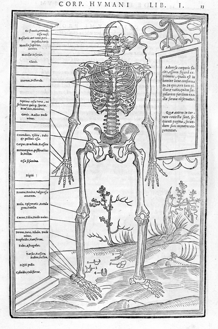 Emberi csontváz, elülső rész. Anatómiai lemez "" Az emberi test három részének feldarabolása..." Carlo Stefano Riverio, Párizs 1545 alkotó: Unknown artist